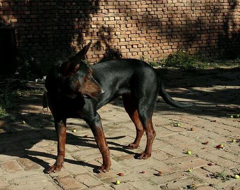 正宗莱州红犬哪里有售(莱州红犬哪里有卖的) - 警犬训练器材厂家 _警犬训练用品_工作犬训练用品-南京开久警犬装备-警犬训练器材厂家 _警犬训练用品_工作犬训练用品-南京开久警犬装备