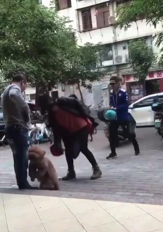 泰迪被野狗配了怎么办？泰迪配狗锁不住怎么办 - 警犬训练器材厂家 _警犬训练用品_工作犬训练用品-南京开久警犬装备-警犬训练器材厂家 _警犬训练用品_工作犬训练用品-南京开久警犬装备