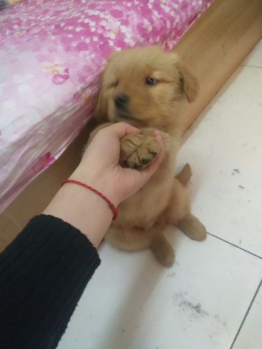 怎么算狗狗几个月(怎么算狗狗几个月算一岁) - 警犬训练器材厂家 _警犬训练用品_工作犬训练用品-南京开久警犬装备-警犬训练器材厂家 _警犬训练用品_工作犬训练用品-南京开久警犬装备