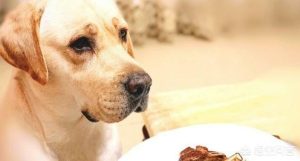 狗吃什么对毛好(狗吃什么毛好亮)-警犬训练器材厂家 _警犬训练用品_工作犬训练用品-南京开久警犬装备