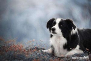 边境牧羊犬的优点和缺点(边境牧羊犬的致命缺点)-警犬训练器材厂家 _警犬训练用品_工作犬训练用品-南京开久警犬装备