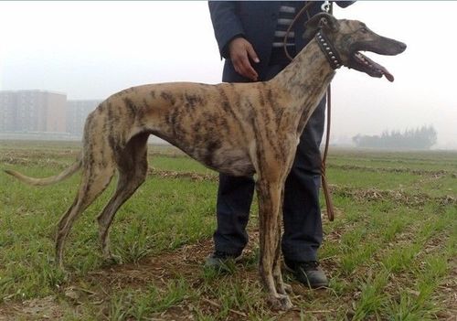 格力犬介绍(格力犬介绍 *** ) - 警犬训练器材厂家 _警犬训练用品_工作犬训练用品-南京开久警犬装备-警犬训练器材厂家 _警犬训练用品_工作犬训练用品-南京开久警犬装备