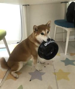 狗狗吃巧克力会怎样萌宠(狗狗吃巧克力会有怎样的状况)-警犬训练器材厂家 _警犬训练用品_工作犬训练用品-南京开久警犬装备