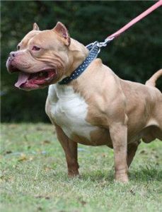 斗犬之王比特犬_法斗犬和比特犬的区别-警犬训练器材厂家 _警犬训练用品_工作犬训练用品-南京开久警犬装备