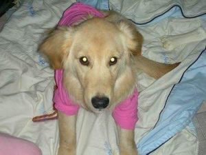 狗的眼睛真的能看到鬼吗(狗的眼睛是不是能看到鬼)-警犬训练器材厂家 _警犬训练用品_工作犬训练用品-南京开久警犬装备