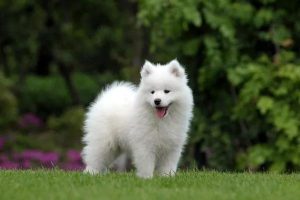 长得像狐狸的土狗  长得像狐狸的土狗叫什么-警犬训练器材厂家 _警犬训练用品_工作犬训练用品-南京开久警犬装备