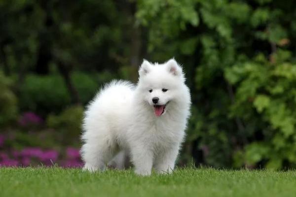 长得像狐狸的土狗 长得像狐狸的土狗叫什么 - 警犬训练器材厂家 _警犬训练用品_工作犬训练用品-南京开久警犬装备-警犬训练器材厂家 _警犬训练用品_工作犬训练用品-南京开久警犬装备