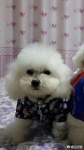 伊泽瑞尔狗粮多少钱 伊泽瑞尔狗粮属于低端粮吗-警犬训练器材厂家 _警犬训练用品_工作犬训练用品-南京开久警犬装备