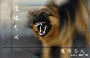 家里来黄狗是什么征兆(梦见黄狗是什么征兆)-警犬训练器材厂家 _警犬训练用品_工作犬训练用品-南京开久警犬装备