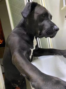 好听的小狗名字(好听的小狗狗名字)-警犬训练器材厂家 _警犬训练用品_工作犬训练用品-南京开久警犬装备