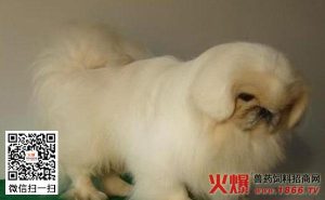 京巴狗怎么养京巴犬饲养护理 ***-警犬训练器材厂家 _警犬训练用品_工作犬训练用品-南京开久警犬装备