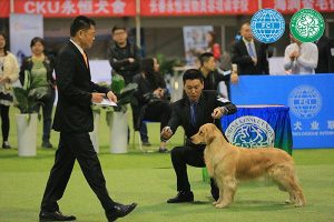 中国犬业协会cku官网,中国CKU协会-警犬训练器材厂家 _警犬训练用品_工作犬训练用品-南京开久警犬装备