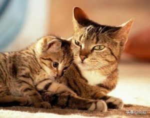 求妈妈买小狗_求妈妈养小狗-警犬训练器材厂家 _警犬训练用品_工作犬训练用品-南京开久警犬装备