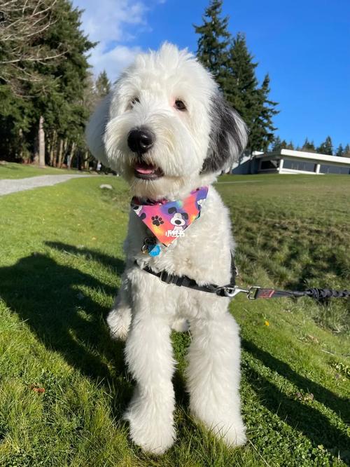 古牧犬掉毛厉害吗萌宠 - 警犬训练器材厂家 _警犬训练用品_工作犬训练用品-南京开久警犬装备-警犬训练器材厂家 _警犬训练用品_工作犬训练用品-南京开久警犬装备