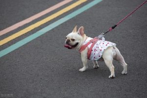 狗狗冠状病毒(狗狗冠状病毒消毒多久就会消失)-警犬训练器材厂家 _警犬训练用品_工作犬训练用品-南京开久警犬装备