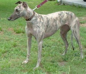 山东十大名犬(英国十大名犬)-警犬训练器材厂家 _警犬训练用品_工作犬训练用品-南京开久警犬装备