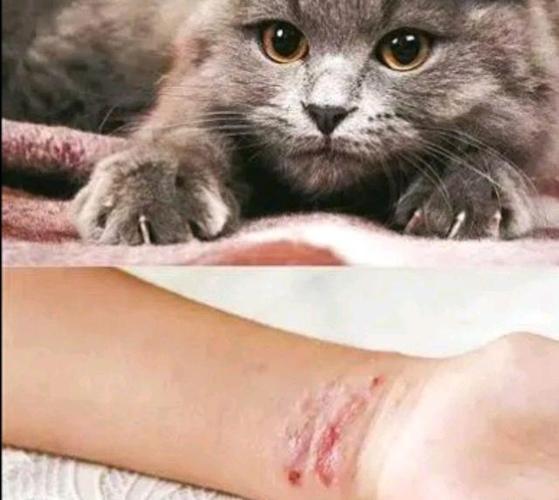 猫得狂犬病的症状猫咪常见病(有狂犬病的猫咪症状) - 警犬训练器材厂家 _警犬训练用品_工作犬训练用品-南京开久警犬装备-警犬训练器材厂家 _警犬训练用品_工作犬训练用品-南京开久警犬装备