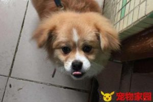 杂交狗的缺点(多肉杂交品种的缺点)-警犬训练器材厂家 _警犬训练用品_工作犬训练用品-南京开久警犬装备