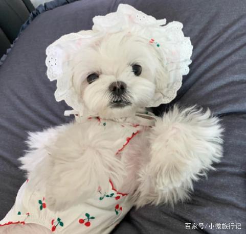 马尔济斯犬贵不贵(马尔济斯犬很贵吗) - 警犬训练器材厂家 _警犬训练用品_工作犬训练用品-南京开久警犬装备-警犬训练器材厂家 _警犬训练用品_工作犬训练用品-南京开久警犬装备