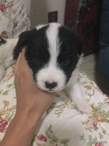 狗狗不叫是什么原因(狗狗狼叫是什么原因)-警犬训练器材厂家 _警犬训练用品_工作犬训练用品-南京开久警犬装备