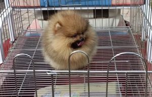 白色博美犬多少钱一只(纯种博美犬多少钱一只)-警犬训练器材厂家 _警犬训练用品_工作犬训练用品-南京开久警犬装备