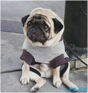 最忧伤的狗(忧伤的狗头像)-警犬训练器材厂家 _警犬训练用品_工作犬训练用品-南京开久警犬装备