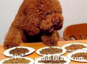 喂狗吃巧克力可以杀死狗吗(为什么喂狗吃巧克力可以杀死狗)-警犬训练器材厂家 _警犬训练用品_工作犬训练用品-南京开久警犬装备