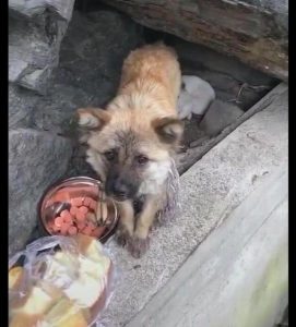 小狗生不出来怎么办？最后一只小狗生不出来怎么办-警犬训练器材厂家 _警犬训练用品_工作犬训练用品-南京开久警犬装备