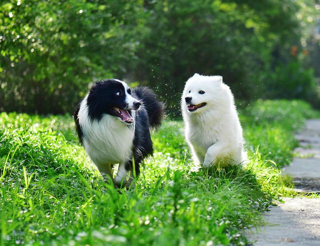 怎样和流浪狗建立起信任(怎样取得流浪狗的信任) - 警犬训练器材厂家 _警犬训练用品_工作犬训练用品-南京开久警犬装备-警犬训练器材厂家 _警犬训练用品_工作犬训练用品-南京开久警犬装备