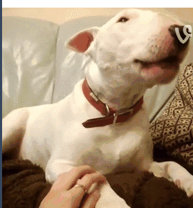 带毛的牛头梗是什么狗(羊毛卷牛头梗的脸是什么狗)-警犬训练器材厂家 _警犬训练用品_工作犬训练用品-南京开久警犬装备