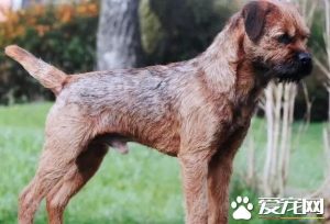 边界梗犬价格(凯利蓝梗犬价格)-警犬训练器材厂家 _警犬训练用品_工作犬训练用品-南京开久警犬装备