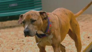犬瘟消毒用什么消毒(犬瘟过后用什么消毒)-警犬训练器材厂家 _警犬训练用品_工作犬训练用品-南京开久警犬装备