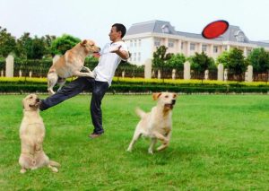 怎样训练狗狗(怎样训练狗狗捡东西回来)-警犬训练器材厂家 _警犬训练用品_工作犬训练用品-南京开久警犬装备