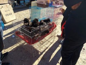 阿拉斯加犬特征(纯种阿拉斯加犬特征)-警犬训练器材厂家 _警犬训练用品_工作犬训练用品-南京开久警犬装备