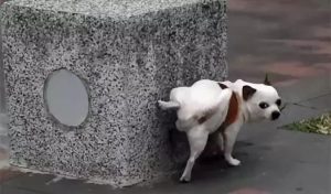 狗狗舔自己的尿正常吗-警犬训练器材厂家 _警犬训练用品_工作犬训练用品-南京开久警犬装备