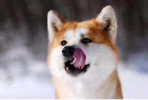 中国各地禁养犬种名单-警犬训练器材厂家 _警犬训练用品_工作犬训练用品-南京开久警犬装备