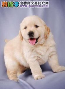 狗狗是否真的开心幼犬饲养-警犬训练器材厂家 _警犬训练用品_工作犬训练用品-南京开久警犬装备