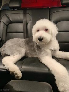 四个月的古牧犬萌宠-警犬训练器材厂家 _警犬训练用品_工作犬训练用品-南京开久警犬装备