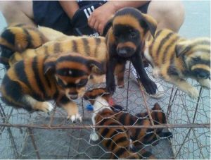 虎皮丹犬(虎皮丹犬 *** 欣赏)-警犬训练器材厂家 _警犬训练用品_工作犬训练用品-南京开久警犬装备