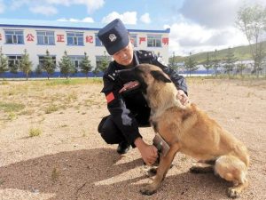 警犬的嗅觉十分什么(警犬的嗅觉十分灵敏)-警犬训练器材厂家 _警犬训练用品_工作犬训练用品-南京开久警犬装备
