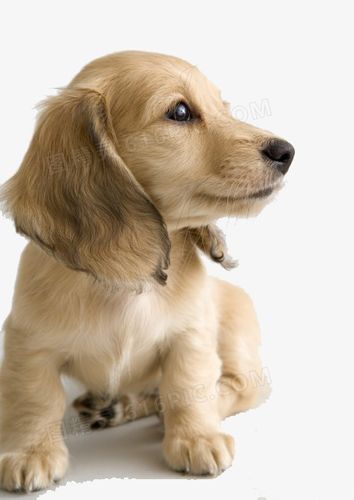 金毛金毛犬价格萌宠，枫叶金毛犬和普通金毛 - 警犬训练器材厂家 _警犬训练用品_工作犬训练用品-南京开久警犬装备-警犬训练器材厂家 _警犬训练用品_工作犬训练用品-南京开久警犬装备