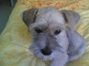 犬钩虫病的诊断及治疗 *** (狗钩虫病的最佳治疗 *** 用什么药)-警犬训练器材厂家 _警犬训练用品_工作犬训练用品-南京开久警犬装备