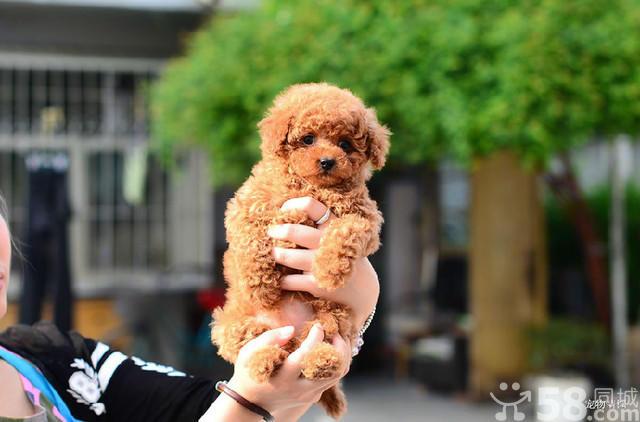 徐州宠物狗_徐州宠物狗粮店有哪些 - 警犬训练器材厂家 _警犬训练用品_工作犬训练用品-南京开久警犬装备-警犬训练器材厂家 _警犬训练用品_工作犬训练用品-南京开久警犬装备