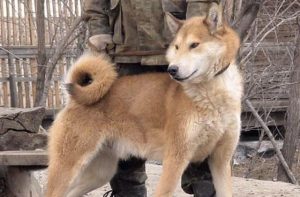 俄罗斯莱卡犬(俄罗斯高加索犬)-警犬训练器材厂家 _警犬训练用品_工作犬训练用品-南京开久警犬装备