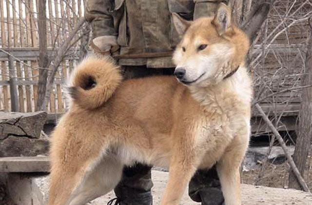 俄罗斯莱卡犬(俄罗斯高加索犬) - 警犬训练器材厂家 _警犬训练用品_工作犬训练用品-南京开久警犬装备-警犬训练器材厂家 _警犬训练用品_工作犬训练用品-南京开久警犬装备