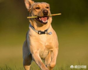 狗狗发烧有何症状萌宠？狗狗发烧有哪些症状如何物理降温-警犬训练器材厂家 _警犬训练用品_工作犬训练用品-南京开久警犬装备