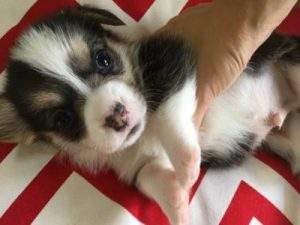 杂交狗长相随父亲还是母亲-警犬训练器材厂家 _警犬训练用品_工作犬训练用品-南京开久警犬装备