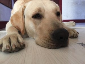 最常见宠物狗的种类(宠物狗有哪些种类)-警犬训练器材厂家 _警犬训练用品_工作犬训练用品-南京开久警犬装备