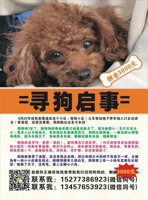 泰迪寻狗启示(泰迪寻狗启示怎么写) - 警犬训练器材厂家 _警犬训练用品_工作犬训练用品-南京开久警犬装备-警犬训练器材厂家 _警犬训练用品_工作犬训练用品-南京开久警犬装备