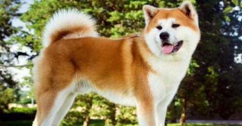 秋田犬性格特点怎么样(秋田犬性格特点及智商排名) - 警犬训练器材厂家 _警犬训练用品_工作犬训练用品-南京开久警犬装备-警犬训练器材厂家 _警犬训练用品_工作犬训练用品-南京开久警犬装备